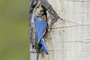 Currucoides: Male Mountain Bluebird - at nest cavity in aspen tree