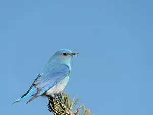Thrush: Male mountain bluebird on watch duty, East Mountains, New