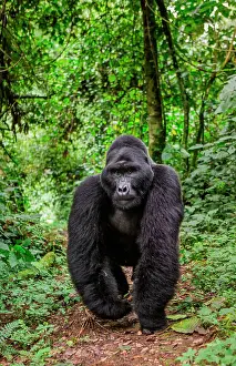 Backs: Male mountain gorilla (Gorilla beringei beringei