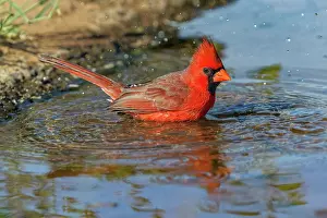 Adam: Male Northern Cardinal bathing. Rio Grande Valley, Texas