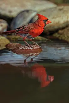 Adam: Male Northern Cardinal bathing in small desert pond