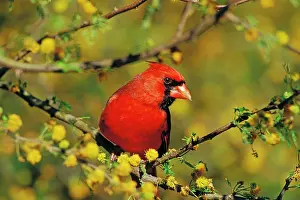 Cardinals: Male Northern Cardinal - sitting in huisache tree, Spring