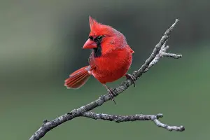 Kentucky: Male Northern Cardinal in winter, Kentucky