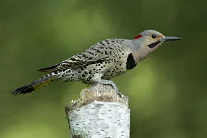 Flash: Male Northern Flicker