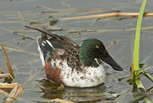 Shoveler: Male Northern Shoveler