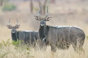 Tragelaphus: Nyala