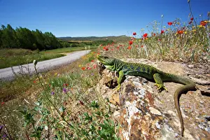 Aragon: Male Ocellated lizard on a rock - Aragon Spain ;