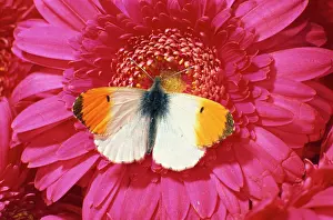 Ailsa Hopkin: Male Orange Tip Butterlfy - on pink gerbera flower