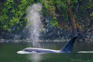 Orcinus: Male orca whale surfacing while cruising around