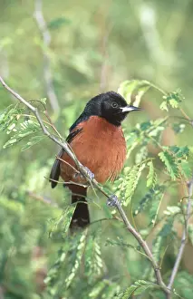 Oriole: Male Orchard Oriole