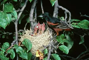 Oriole: Male Orchard Oriole at Nest