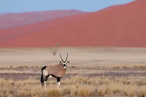 Gazella: Oryx