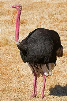 Struthioniformes: Male Ostrich