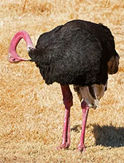 Struthioniformes: Male Ostrich