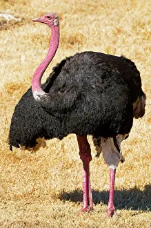 Struthioniformes: Male Ostrich