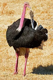 Struthioniformes: Male Ostrich