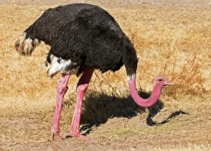 Struthioniformes: Male Ostrich