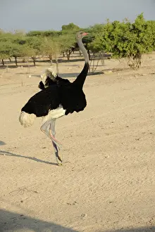 Bani: Male ostrich