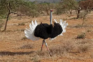 Ritual: Male Ostrich displaying during mating ritual