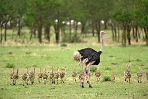 Struthio: Male Ostrich with flock of young, Struthio