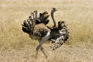 Struthionidae: Male Ostrich performing distraction display