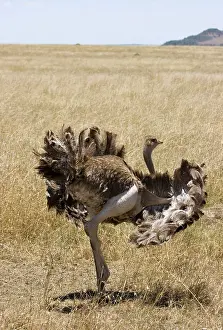 Struthionidae: Male Ostrich performing distraction display