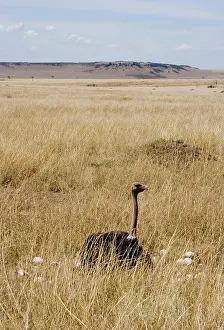 Struthionidae: Male Ostrich sitting on communal eggs