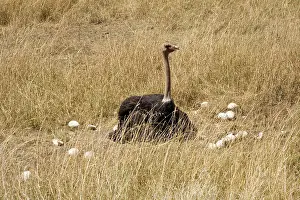 Struthionidae: Male Ostrich sitting on communal eggs