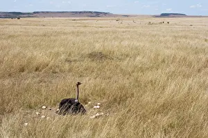 Struthionidae: Male Ostrich sitting on communal eggs