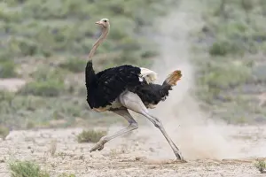 Ostrich: Male Ostrich (Struthio camelus) running in dust