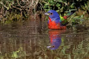 Adam: Male Painted bunting bathing in small pond in the