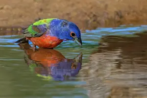Adam: Male Painted bunting and reflection while bathing