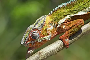 Chameleo: Male Panther Chameleon, close up of head