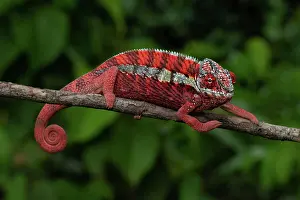Local: Male panther chameleon (Furcifer pardalis), local