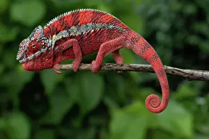 Local: Male panther chameleon (Furcifer pardalis), local