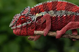 Local: Male panther chameleon (Furcifer pardalis), local