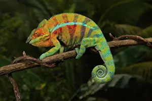 Local: Male panther chameleon (Furcifer pardalis), local