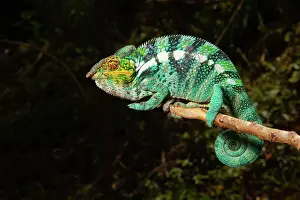 Adaption: Male panther chameleon (Furcifer pardalis), on Nosy