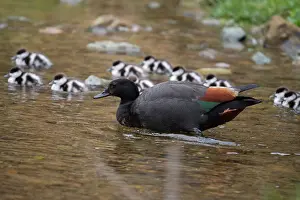 Paradise: Male Paradise Shelduck with ducklings