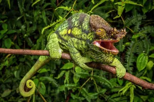 Parson: A male parson chameleon (Calumma parsonii parsonii) of the y
