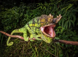 Parson: A male parson chameleon (Calumma parsonii parsonii) of the y