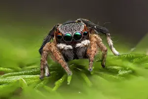 Anomalus: A male peacock jumping spider (Maratus anomalus)