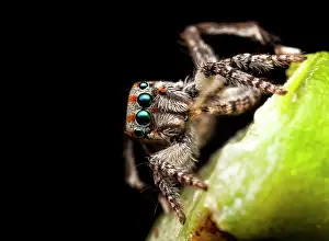 Peacok: Male peacock jumping spider (Maratus tasmanicas)