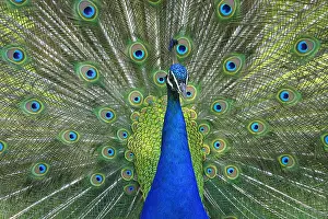 Attractive: Male peacock parade of African Reserve Sigean France