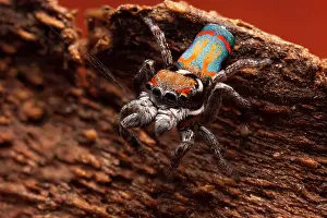 Bridal: Male Peacock spider (Maratus amabilis), Australia