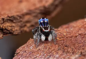 Bridal: male Peacock spider (Maratus harrisi), Australia