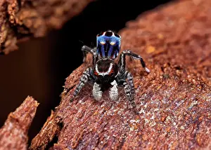 Bridal: male Peacock spider (Maratus harrisi), Australia