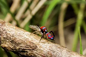 Splendens: A male peacock spider (Maratus splendens) from Barrington