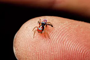 Splendens: A male peacock spider (Maratus splendens) from Barrington