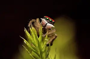 Splendens: A male peacock spider (Maratus splendens) from Barrington